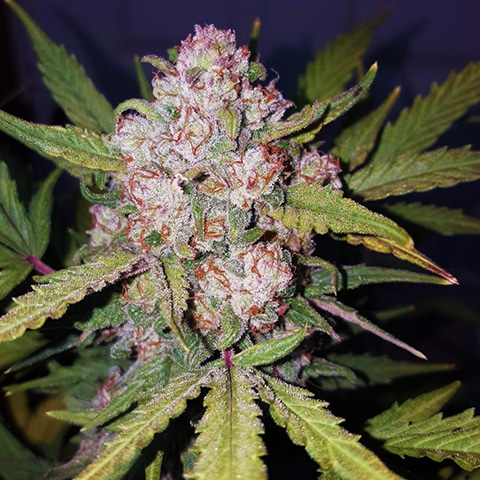 stardawg auto fem cannabis seed pack from Kind Seed Co