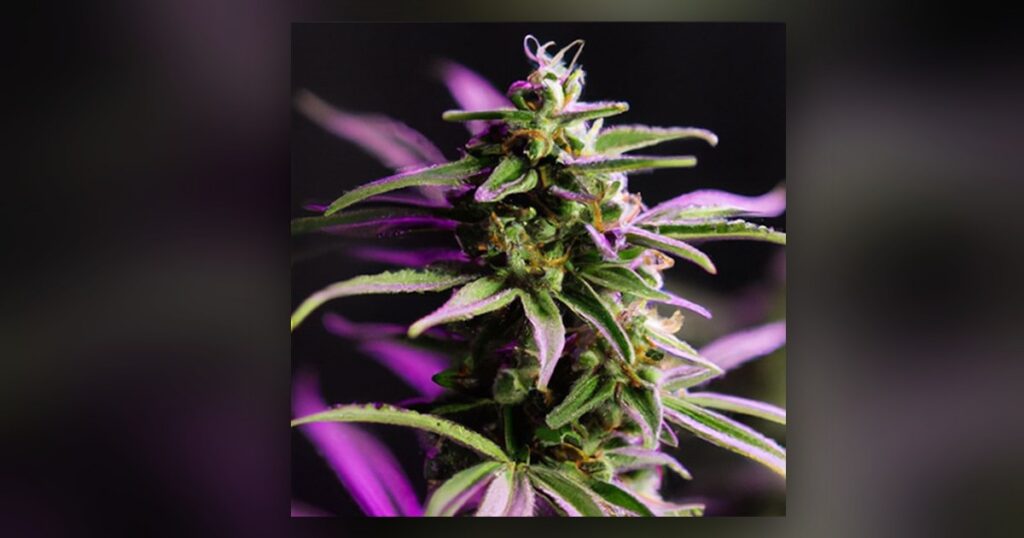 Starfighter — Kind Seed Co