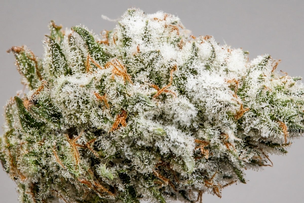 Stoner Alert: Smoking Moldy Cannabis — in-body 1 — Kind Seed Co