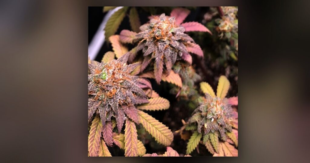 Strawberry Haze — Kind Seed Co