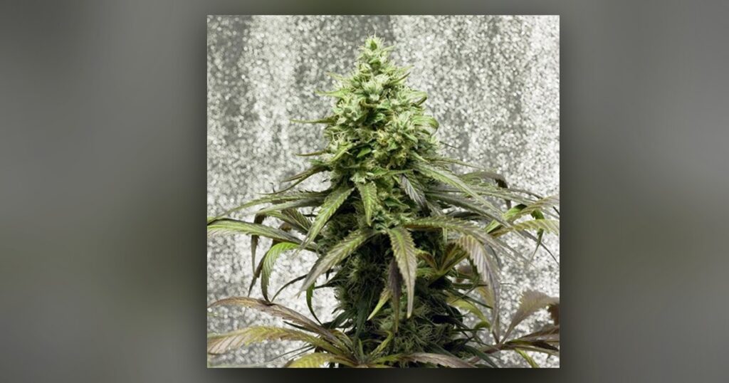 Strawberry Kush — Kind Seed Co