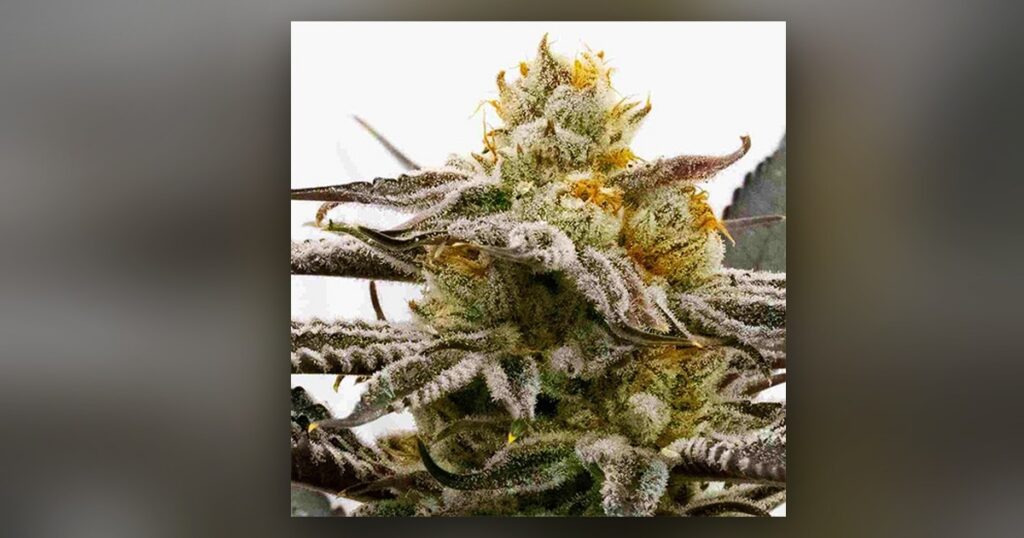 Sugar Black Rose — Kind Seed Co