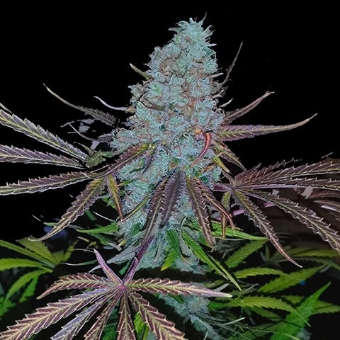 Sugar Black Rose related cannabis seed pack from Kind Seed Co