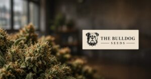 The Bulldog Seeds Guide: Amsterdam Coffeeshop Brand & Kind Seed Co Packs — Kind Seed Co