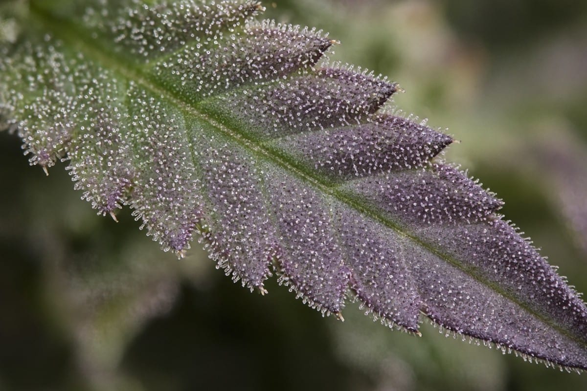The Secrets Behind Cannabis's Vibrant Colors — in-body 1 — Kind Seed Co