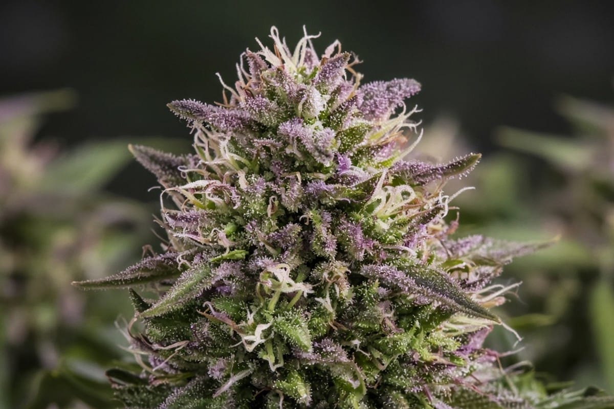 The Secrets Behind Cannabis's Vibrant Colors — in-body 2 — Kind Seed Co