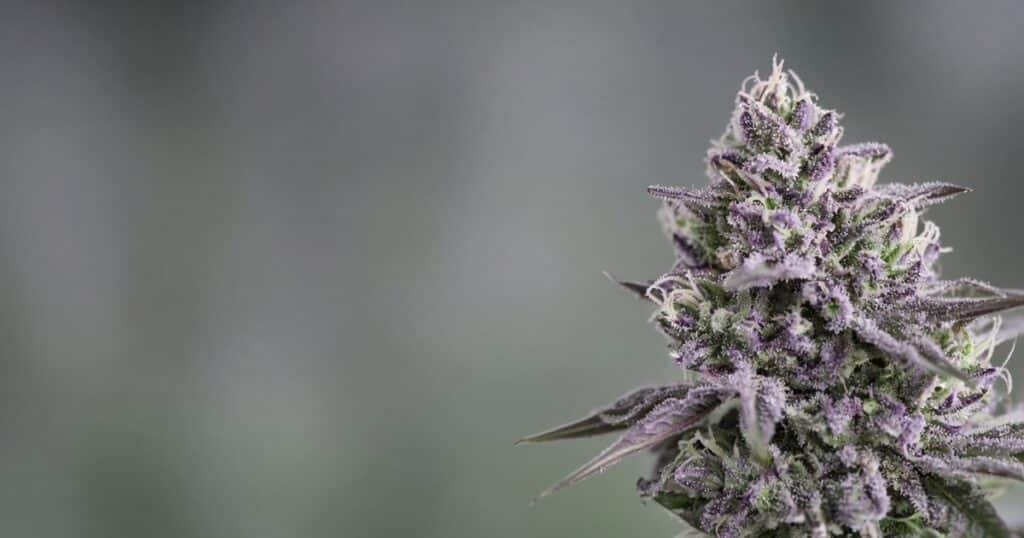 The Secrets Behind Cannabis's Vibrant Colors — Kind Seed Co