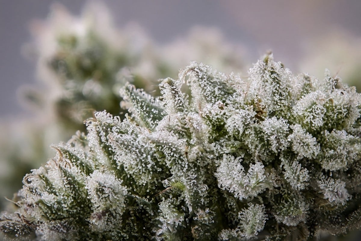 Top Cannabis Strains to Grow at Home for Relaxing Gardens — in-body 2 — Kind Seed Co