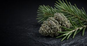 Pine branch and rosemary sprig beside a frosty cannabis bud