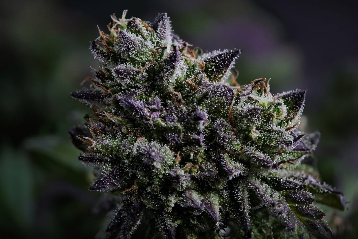 Close-up of chunky resinous indica auto bud