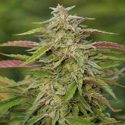 trainwreck auto fem cannabis seed pack from Kind Seed Co