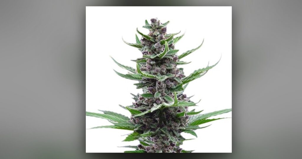 Tropical Cookies — Kind Seed Co