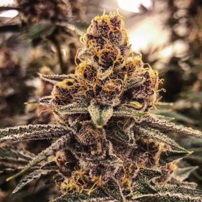 Tropical Cookies autoflower cannabis seed pack from Kind Seed Co