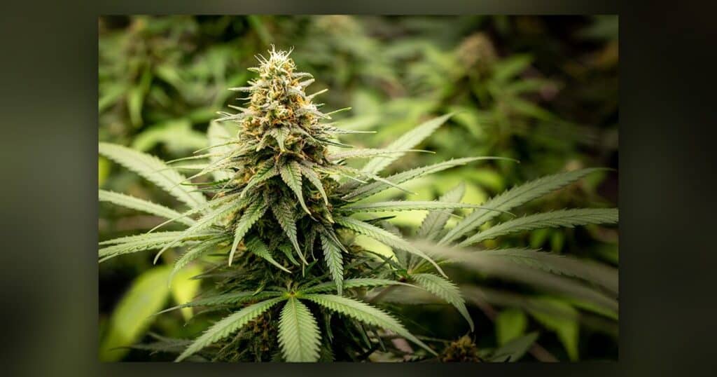 Week 5 Flower — Kind Seed Co