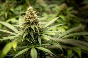 Cannabis plants in late flowering — Kind Seed Co growing guide (illustrative for week-5 flower how-to)