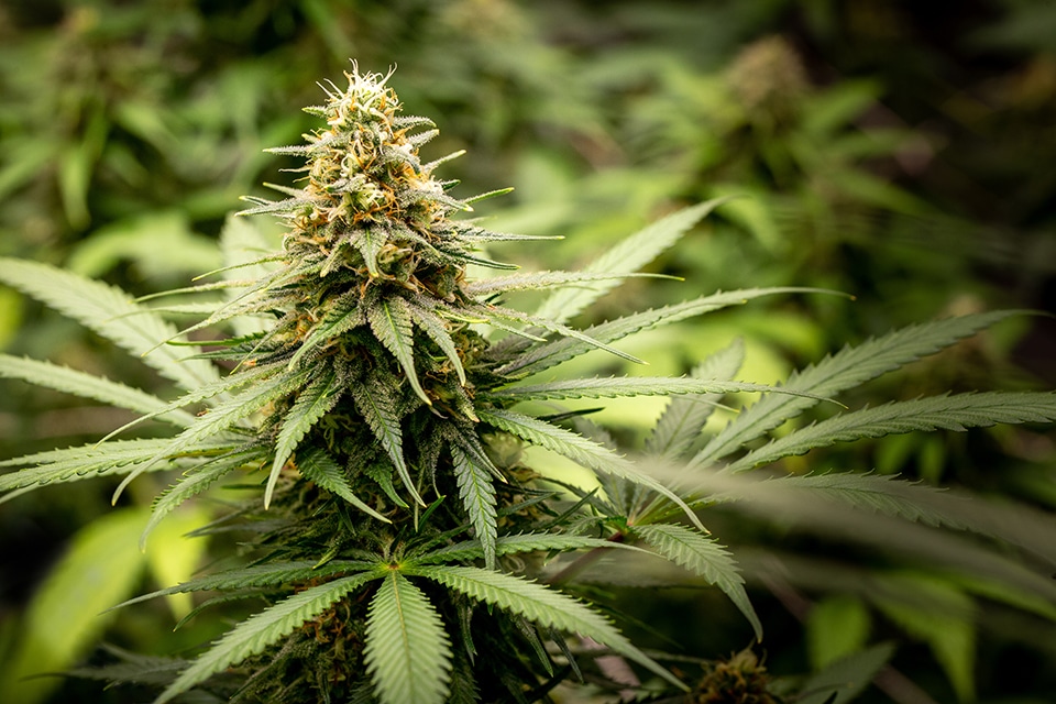 Cannabis plants in late flowering — Kind Seed Co growing guide (illustrative for week-5 flower how-to)