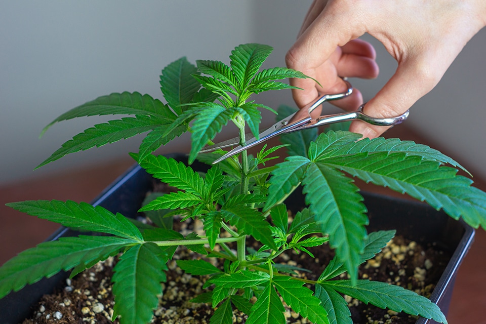 Cannabis plants in late flowering — Kind Seed Co growing guide (illustrative for week-5 flower how-to)