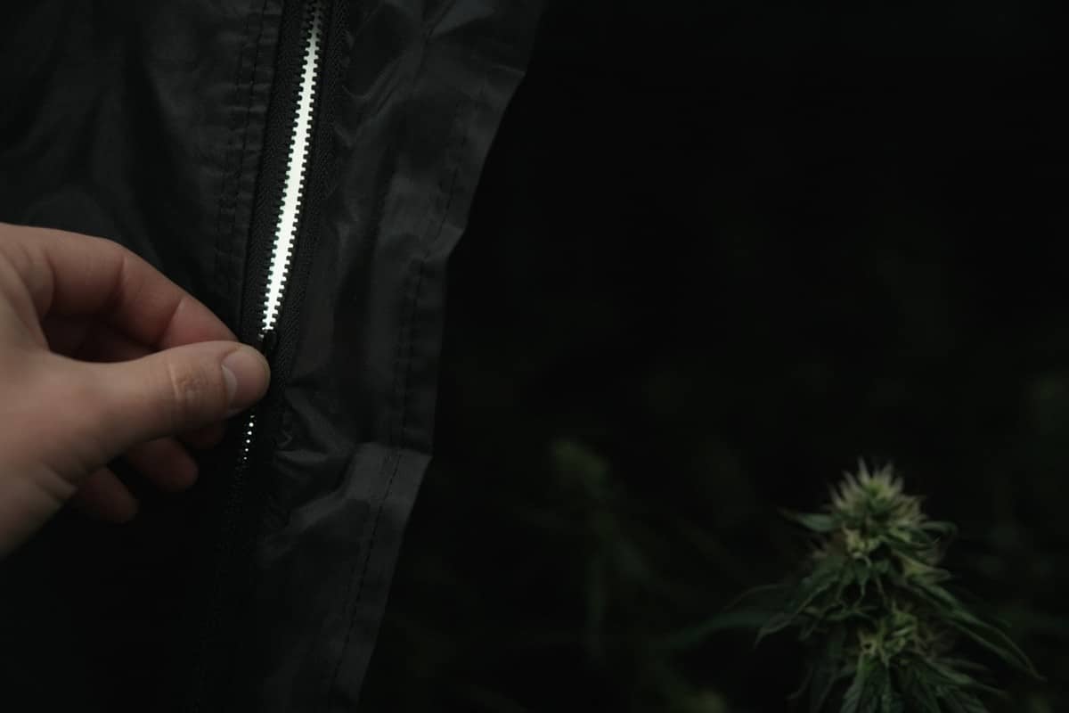 What to Do When Your Indoor Cannabis Won't Flower — in-body 2 — Kind Seed Co