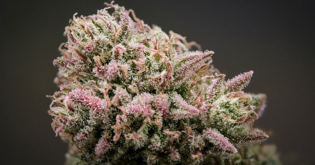 whitethorn rose seeds hero 1200x630 2