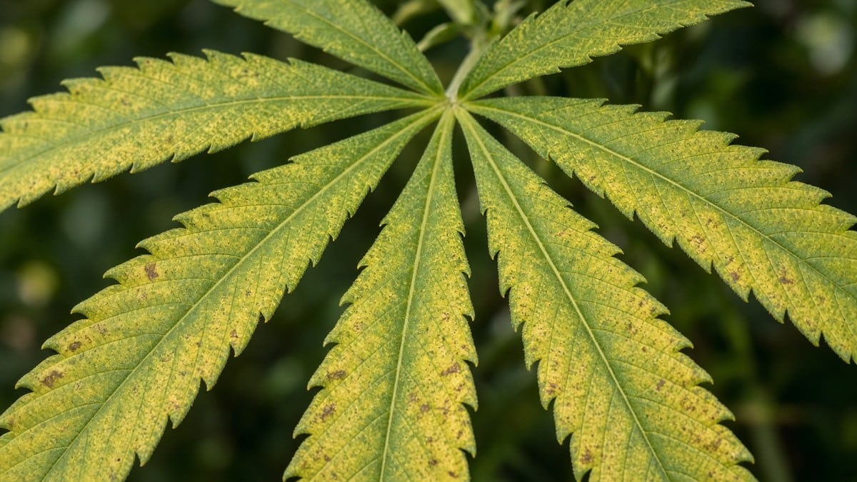 Close-up cannabis leaf with yellowing and spotting from micronutrient stress.