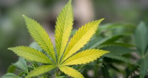 Zinc Deficiency in Cannabis Plants — Kind Seed Co