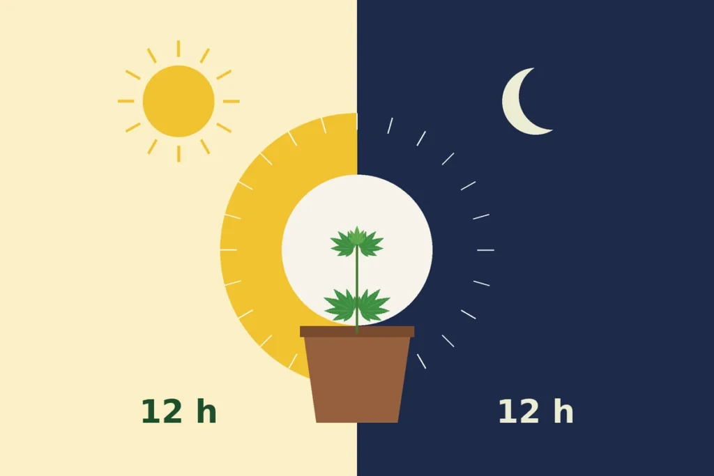 Illustration of a cannabis seedling in a pot in front of a 24-hour dial split into 12 hours of light and 12 hours of dark