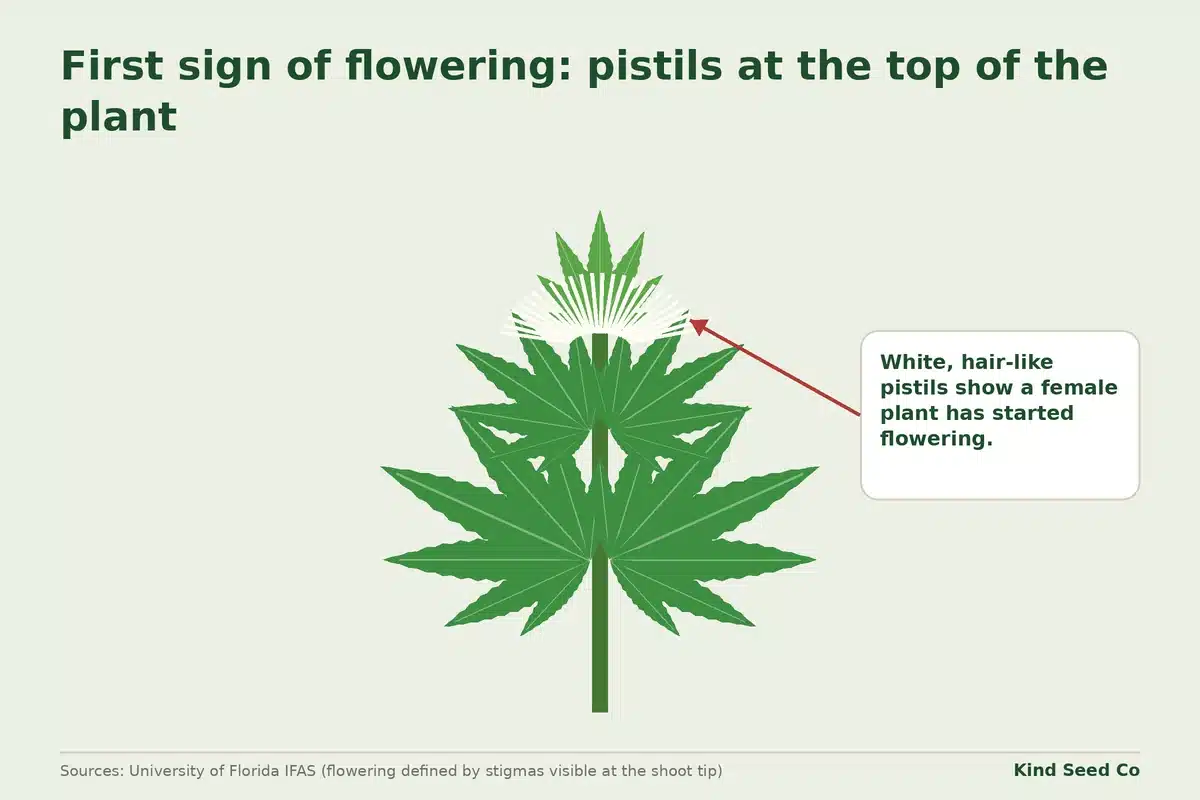 Illustration of the top of a cannabis plant with white, hair-like pistils and a note that they show flowering has started