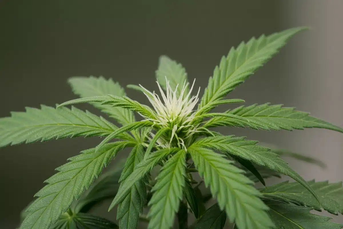 Photo-style illustration of white, hair-like pistils at the shoot tip of a cannabis plant