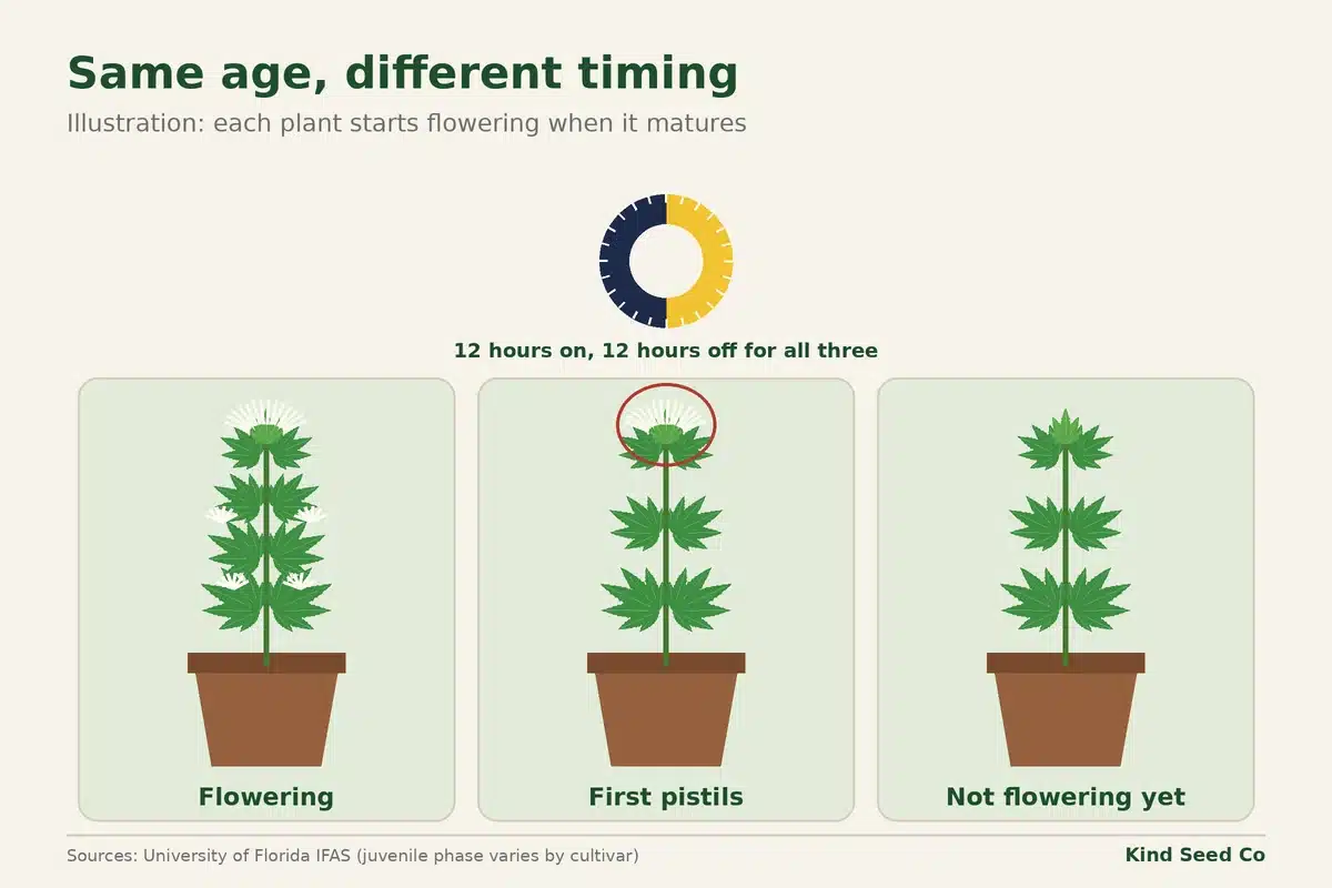 Diagram of three same-age plants on 12/12 from seed: one flowering, one with first pistils, one not flowering yet