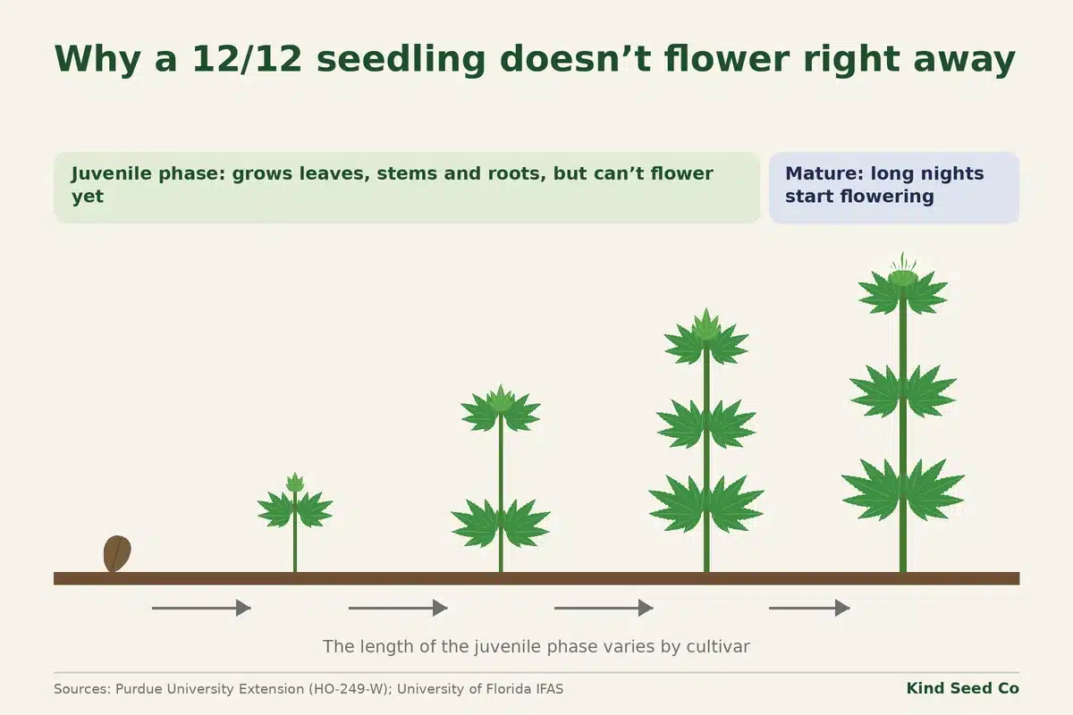 Diagram of a cannabis seed growing through the juvenile phase into a mature plant with its first pistils