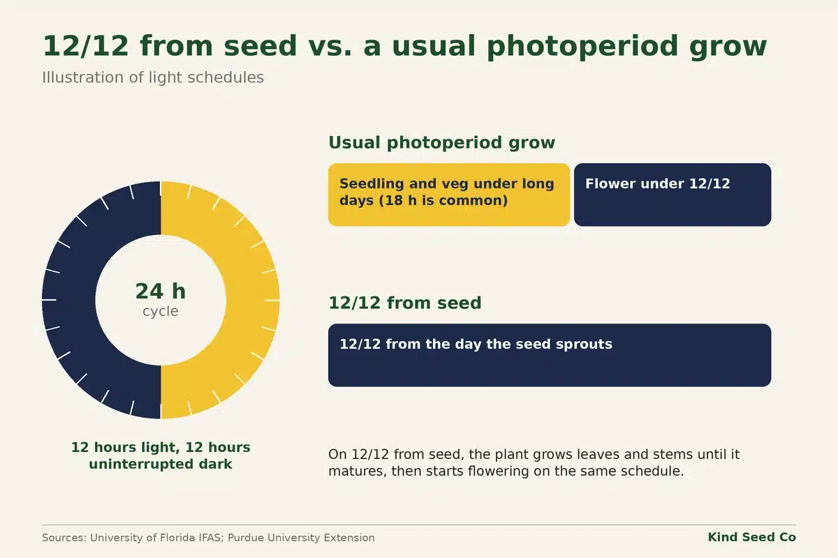 Diagram comparing a usual photoperiod grow, with long days then 12/12, to 12/12 from seed, with 12/12 from the start