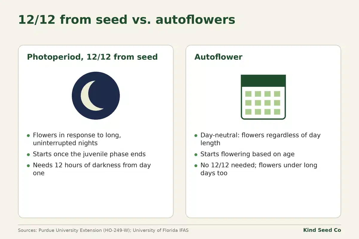 Diagram comparing photoperiod plants on 12/12 from seed, which flower after long nights, with autoflowers