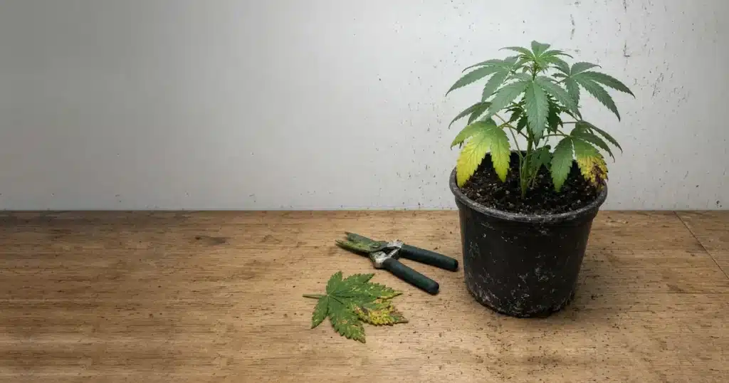 Cannabis plant with problem leaves beside pruning snips and a removed leaf