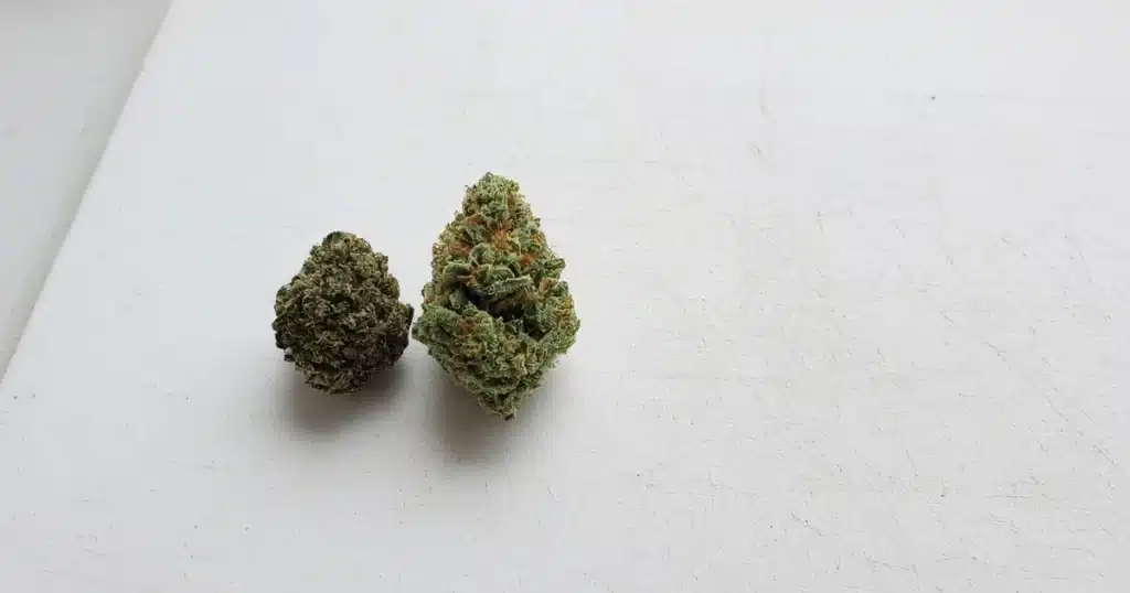 Two cannabis buds side by side, one dense and dark, one fluffy and frosty