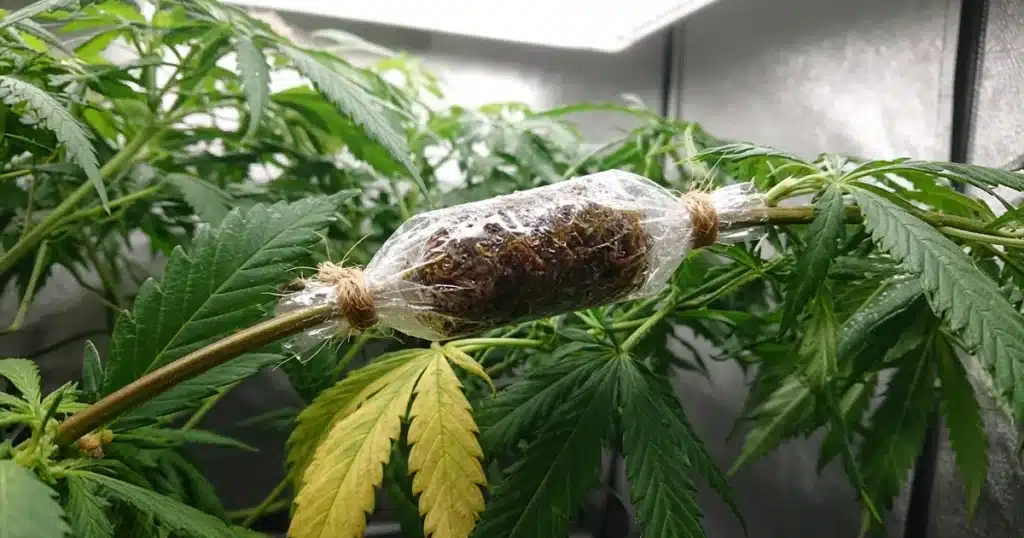 Cannabis branch wrapped in moist sphagnum moss and clear plastic for air layering