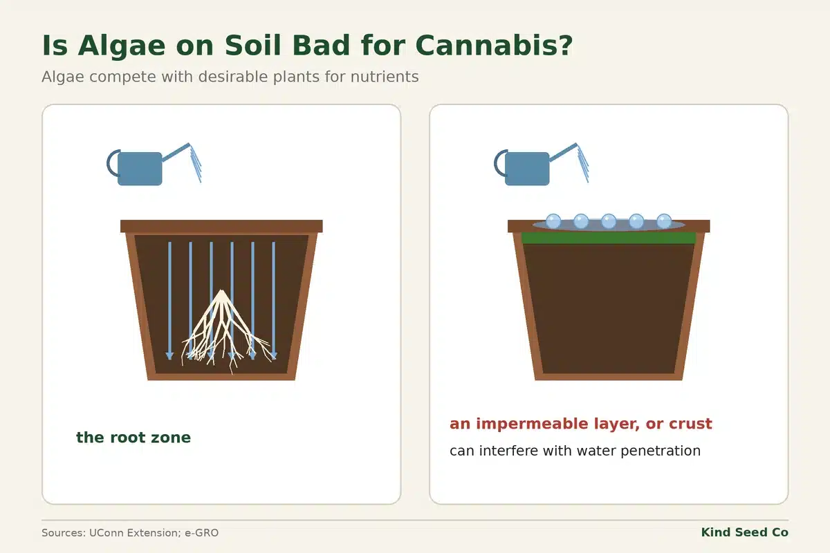 Two-panel diagram showing water entering soil versus pooling above an algae crust that can interfere with penetration