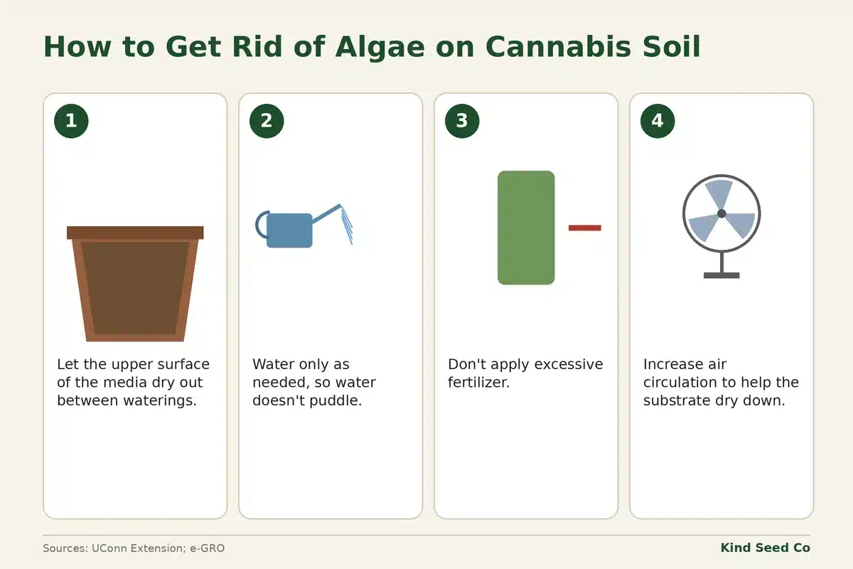 Four-step diagram for clearing algae: let the surface dry, water only as needed, cut excess fertilizer, add air circulation