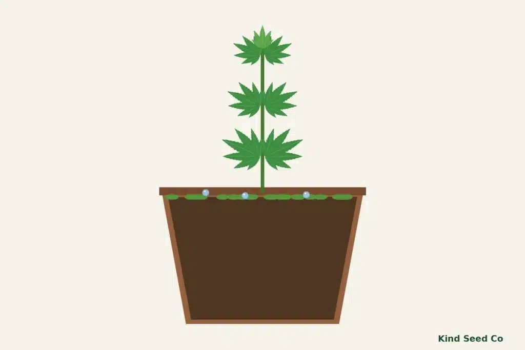 Illustration of a young cannabis plant in a pot with a green film of algae across the surface of the wet soil
