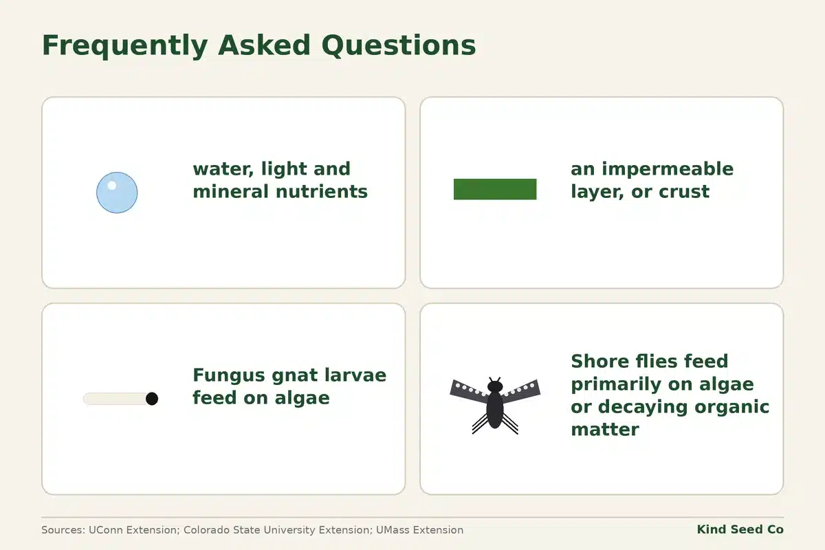 Algae fact card: needs water, light and mineral nutrients, forms a crust, feeds fungus gnats and shore flies