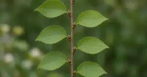 Stem with alternate leaves switching sides