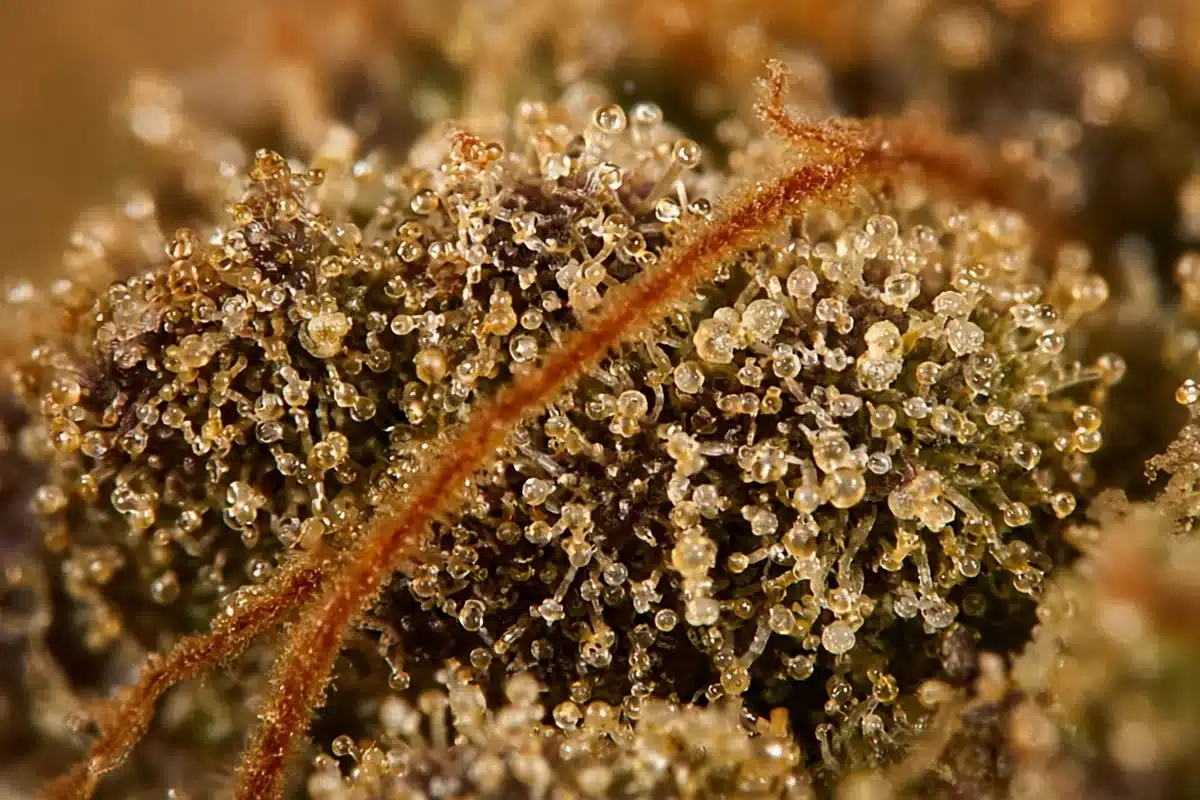 Macro of amber trichomes