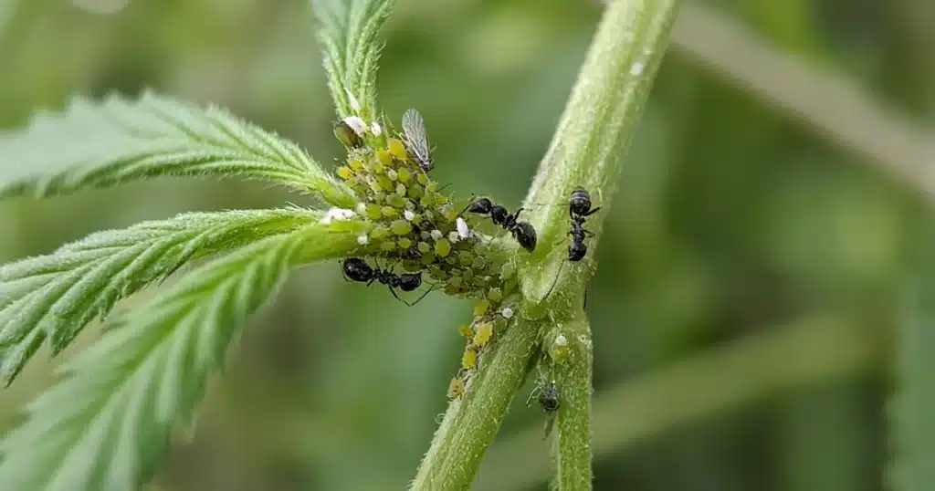 Black ants walking among green aphids on a cannabis stem