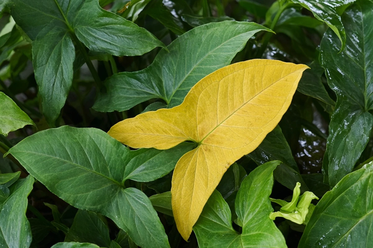 Arrowhead plant leaf turning yellow