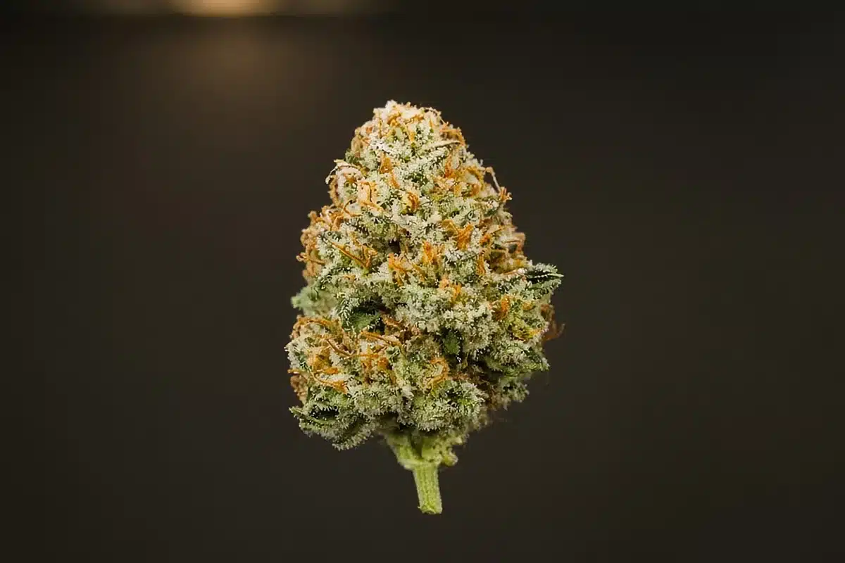 Close-up of a dense autoflower cannabis bud