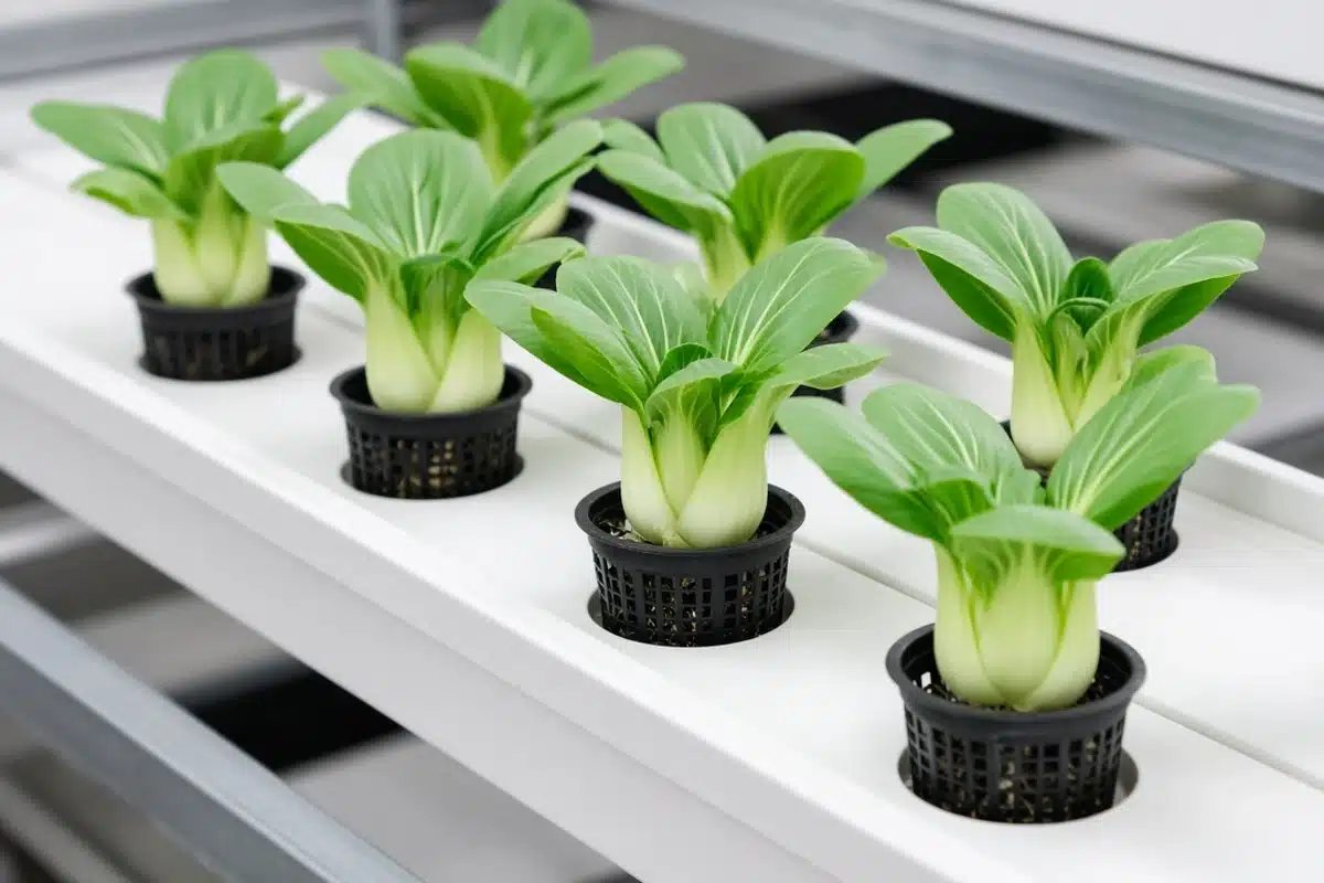 Baby bok choy in net pots in an NFT channel