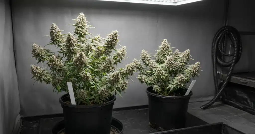 Two flowering cannabis plants side by side in a breeding room, one parent and one offspring
