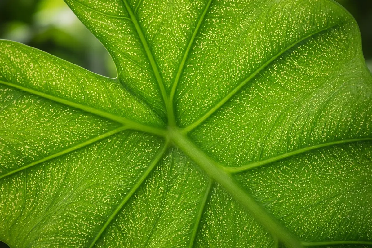 Backlit alocasia leaf with fine pale speckling