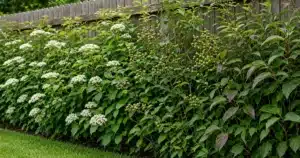 Native shrub hedge along a backyard fence line