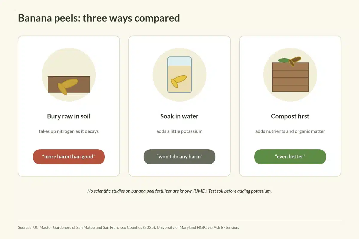 Chart comparing burying raw banana peels, soaking them in water and composting them first.
