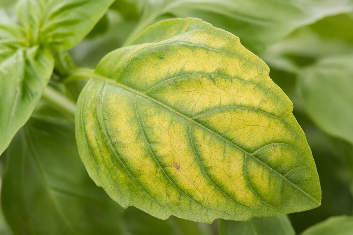 Basil leaf with yellow between green veins